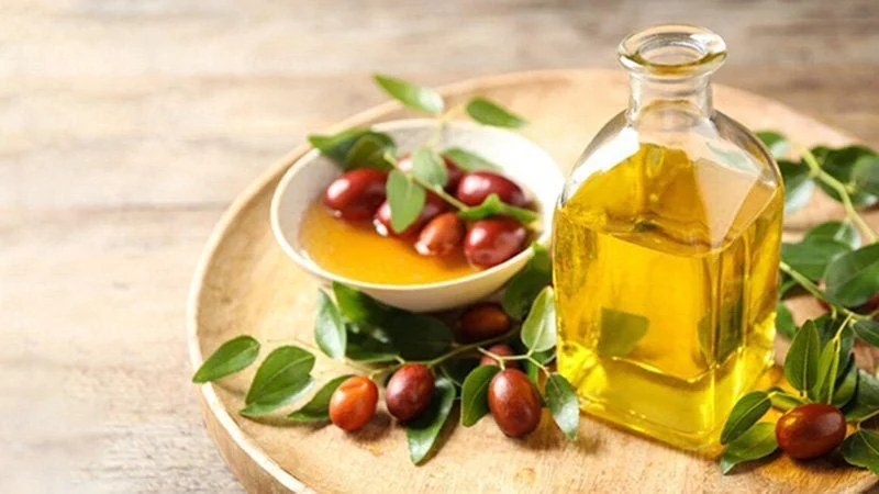 Dầu jojoba thành phần quan trọng của son dầu dưỡng môi Gia Kỳ